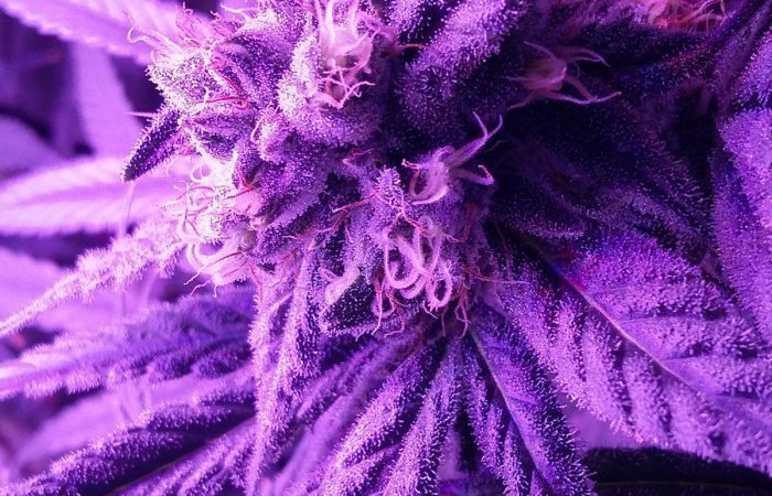 Sour Tangie Strain