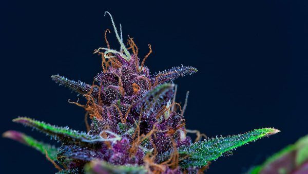 Need To Know About Purple Weed