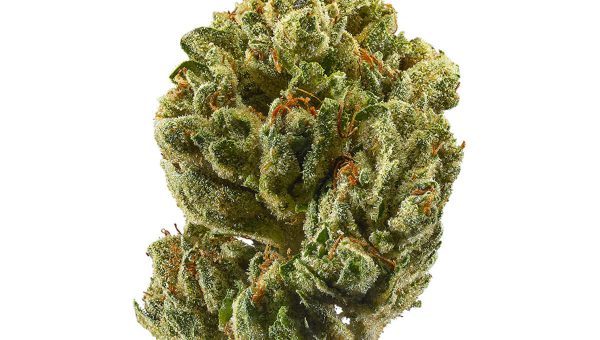 OG Kush Strain