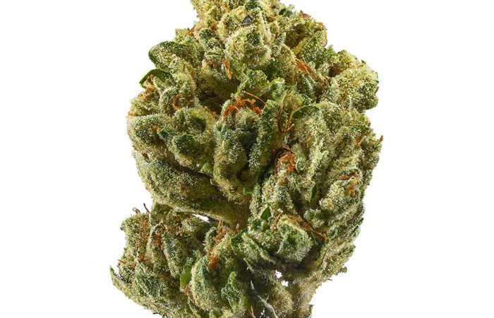 OG Kush Strain