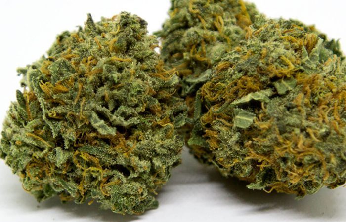 Orange Kush Strain