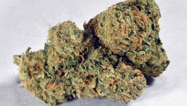 Jack Herer Strain