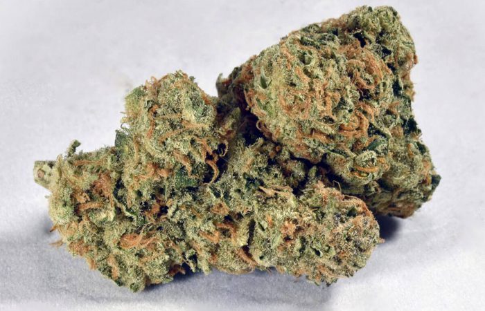 Jack Herer Strain