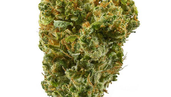 Super Silver Haze Strain