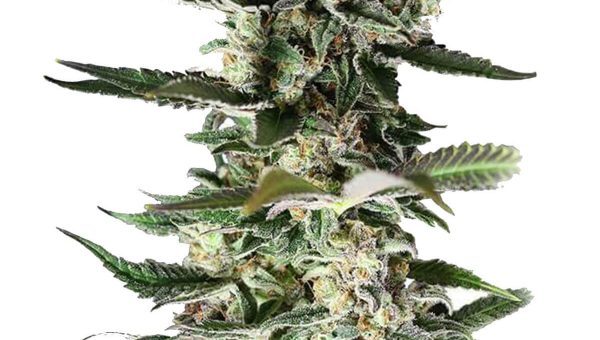 Critical Purple Strain