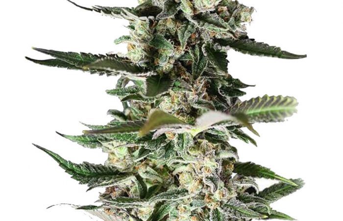 Critical Purple Strain