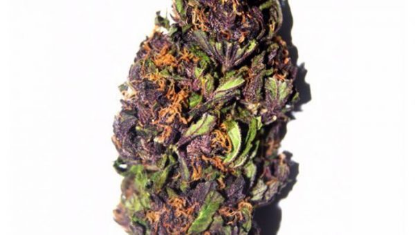 Purple Haze Strain