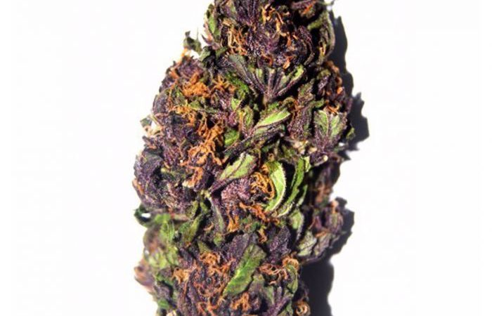Purple Haze Strain