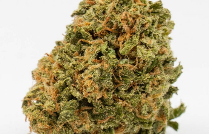 Sweet Cindy Strain