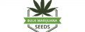 Bulk Marijuana Seeds