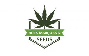 Bulk Marijuana Seeds seedbank review