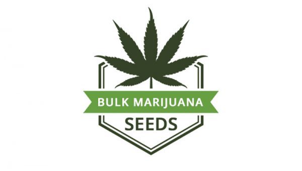 Bulk Marijuana Seeds