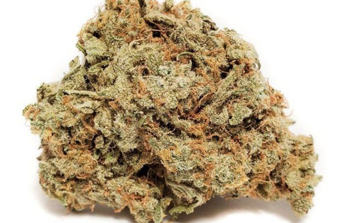 Grandaddy Bruce Strain