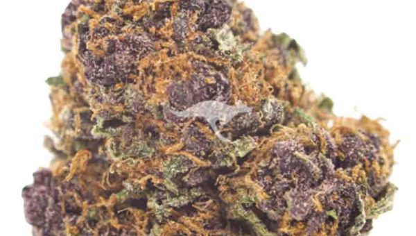 Grizzly Purple Kush Strain