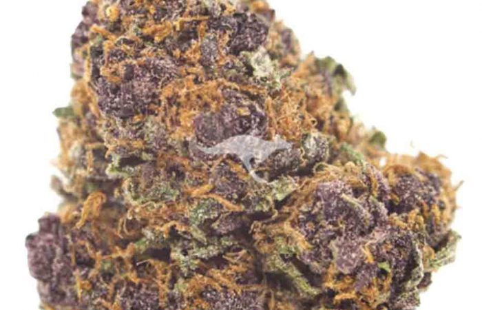 Grizzly Purple Kush Strain