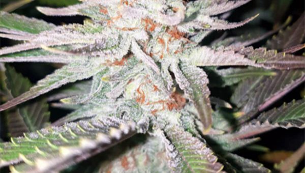 Rainbow Glue Strain