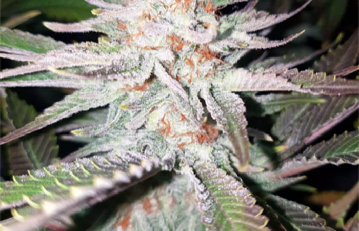 Rainbow Glue Strain