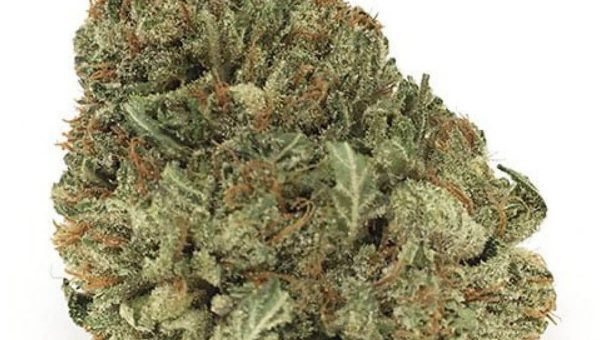 Zombie Death Fuck Strain