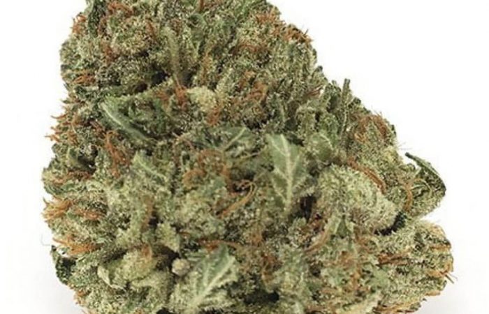 Zombie Death Fuck Strain