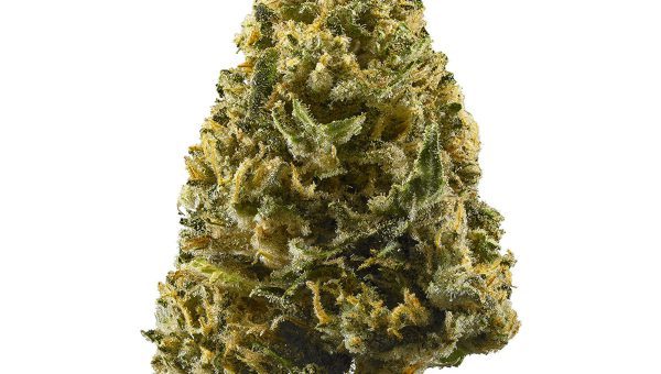 Northern Lights Strain
