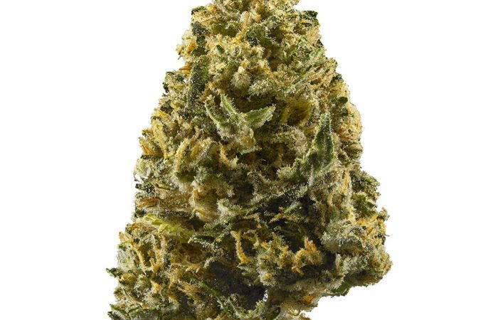 Northern Lights Strain