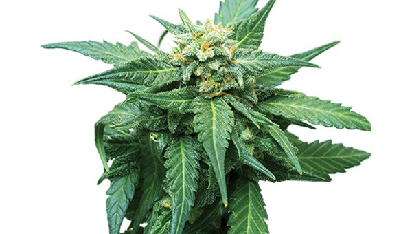 CB Diesel CBD Strain