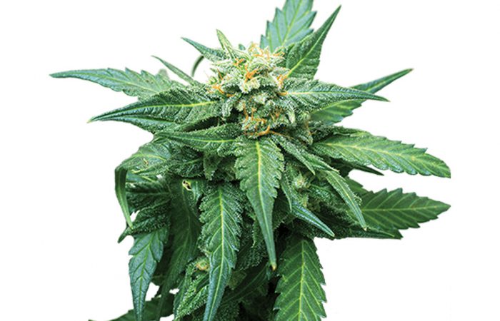 CB Diesel CBD Strain
