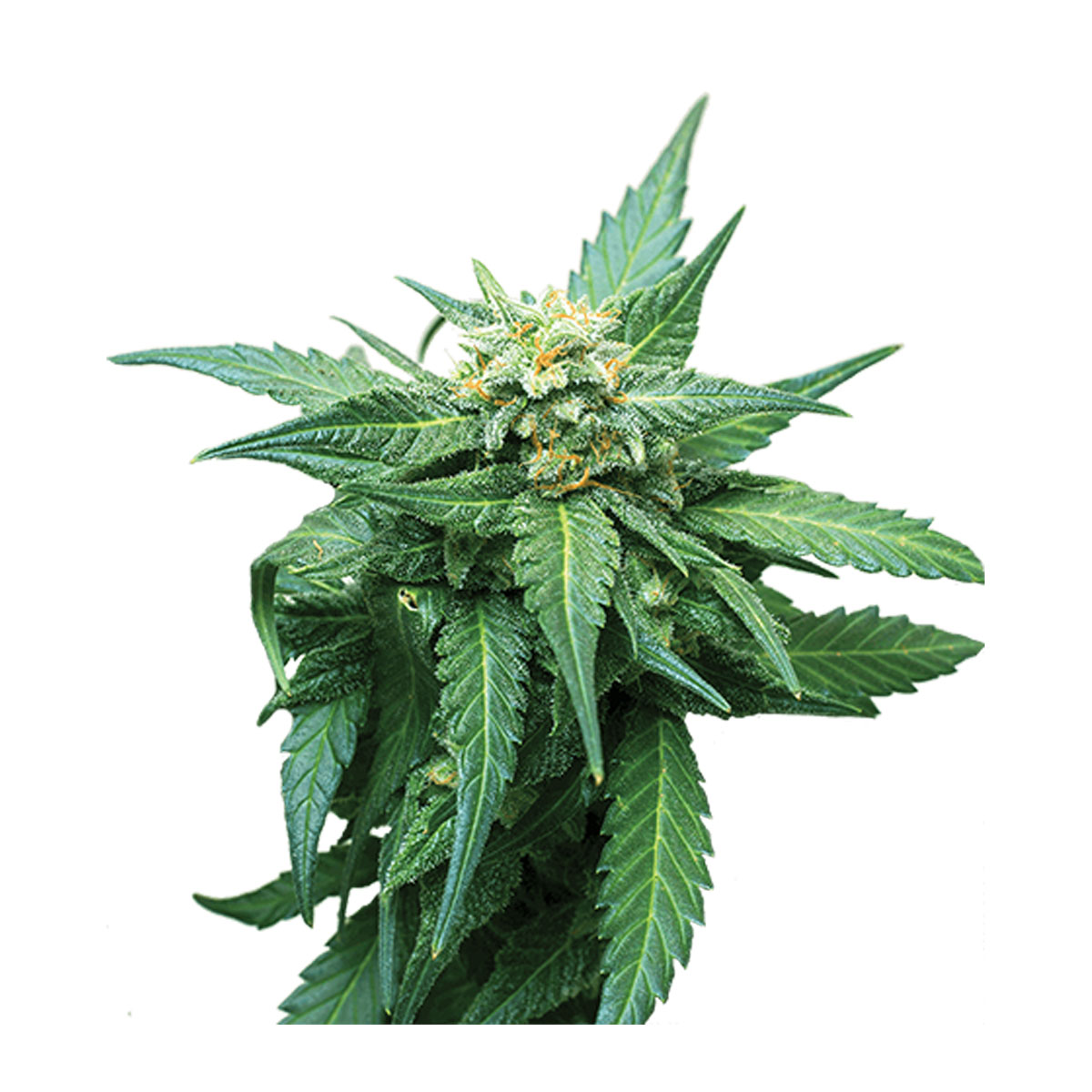 CB Diesel CBD Strain