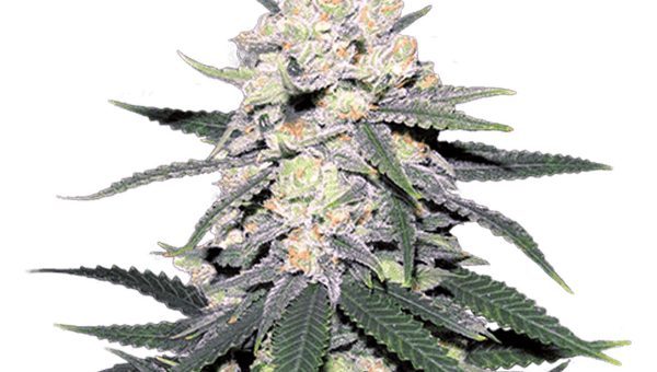 CB Dutch Treat Strain