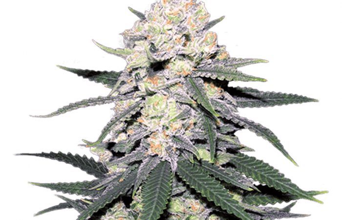 CB Dutch Treat Strain