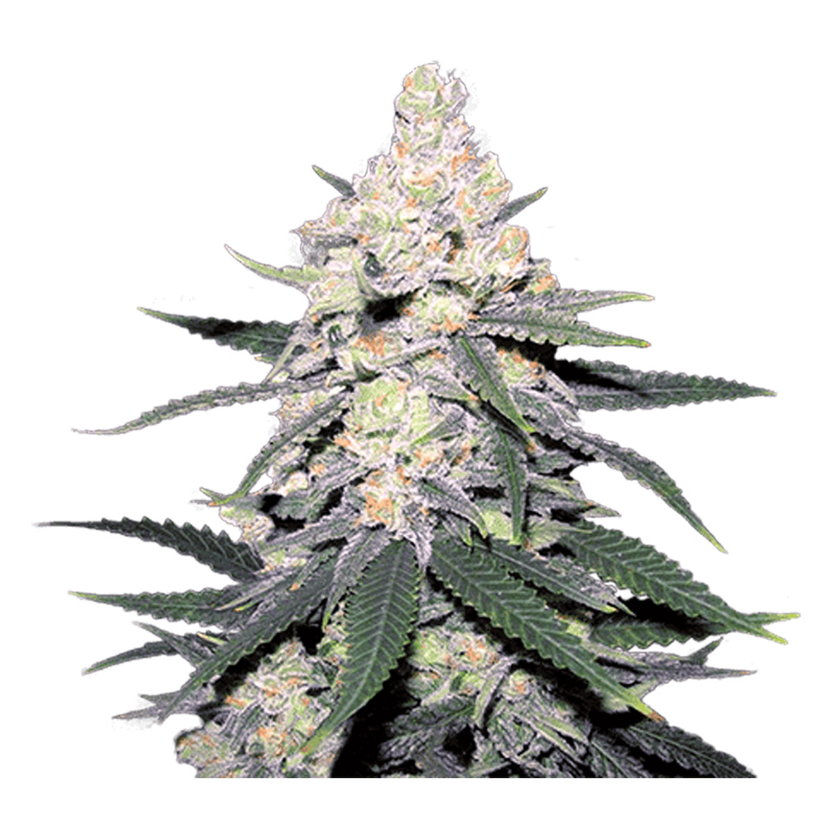 CB Dutch Treat Strain