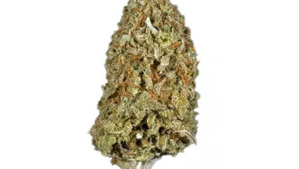 Candy Cane Strain