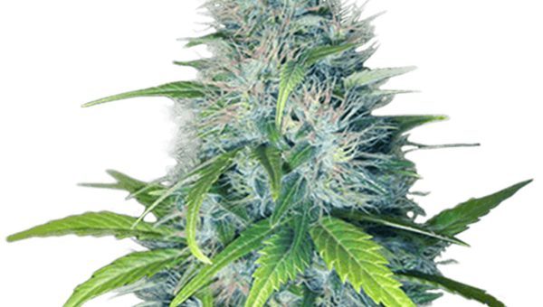 Early Miss Strain