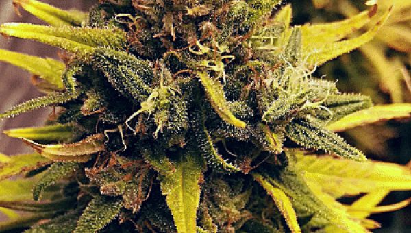 Gorilla-Lemon Fire Strain