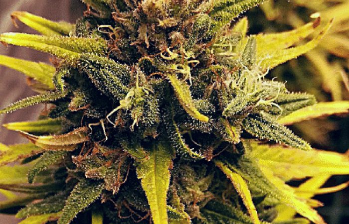 Gorilla-Lemon Fire Strain