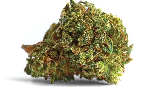 Mazar Strain