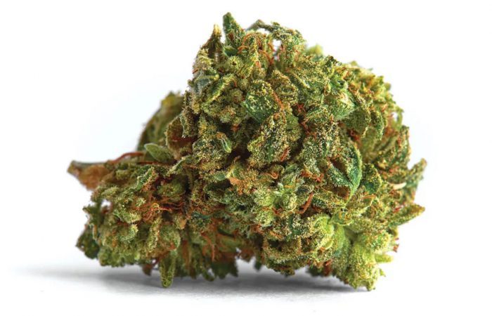 Mazar Strain