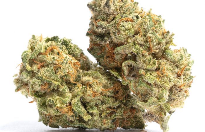 Skunk Kush Weed Strain