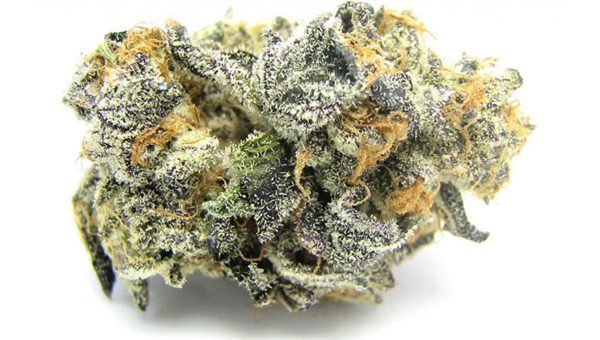 Blue Cookies Strain