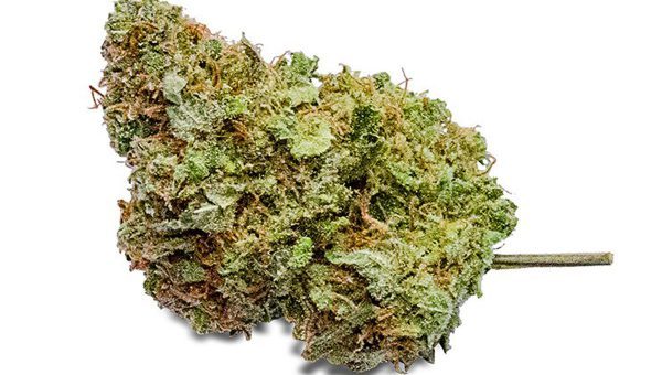 Gold Leaf Strain