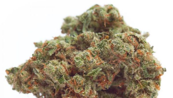 Gorilla Cookies Strain