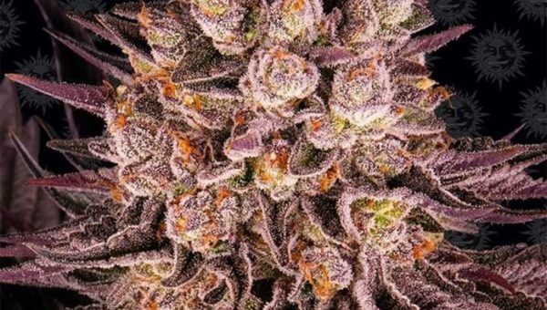 Mimosa Orange Punch