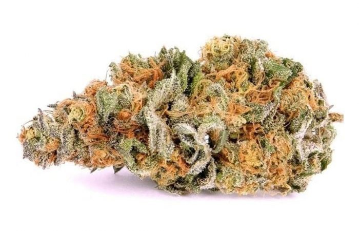 Trainwreck Weed Strain