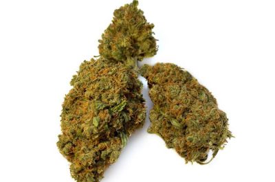 BCN Critical XXL Strain