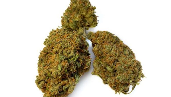 BCN Critical XXL Strain