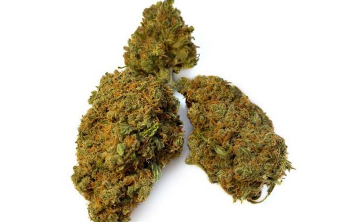 BCN Critical XXL Strain