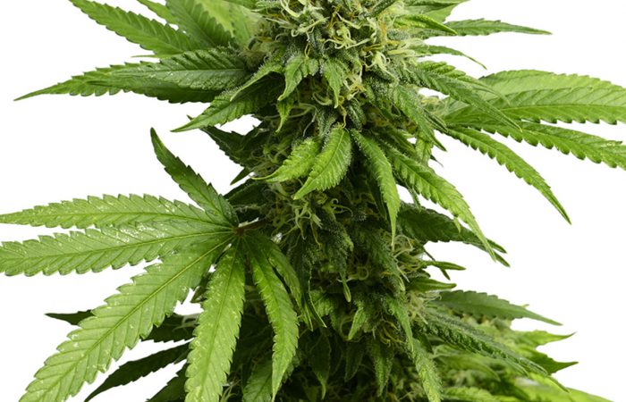 CBD ACDC