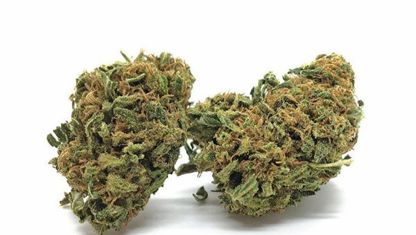 CBD Moby Dick Weed Strain