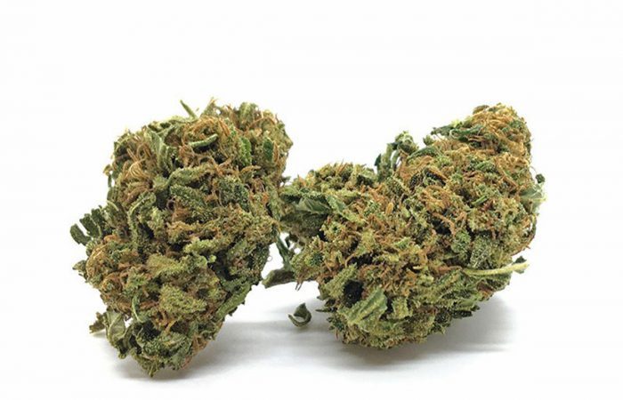 CBD Moby Dick Weed Strain