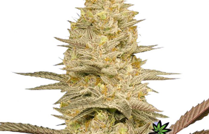 Glookies Bomb Weed Strain